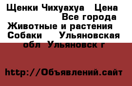 Щенки Чихуахуа › Цена ­ 12000-15000 - Все города Животные и растения » Собаки   . Ульяновская обл.,Ульяновск г.